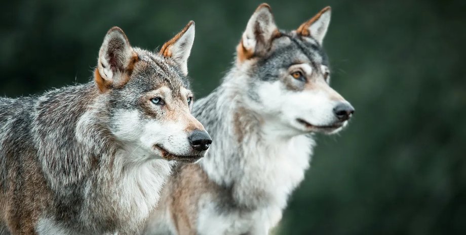 волки используют орудия