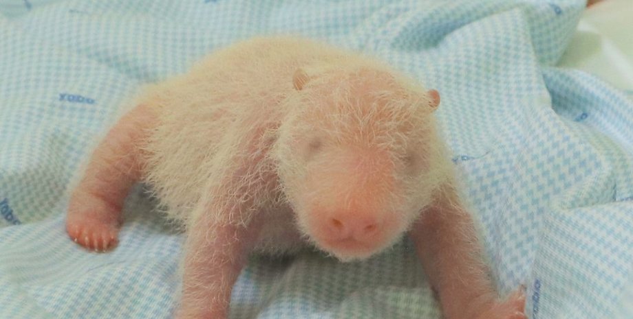 детеныш большой панды