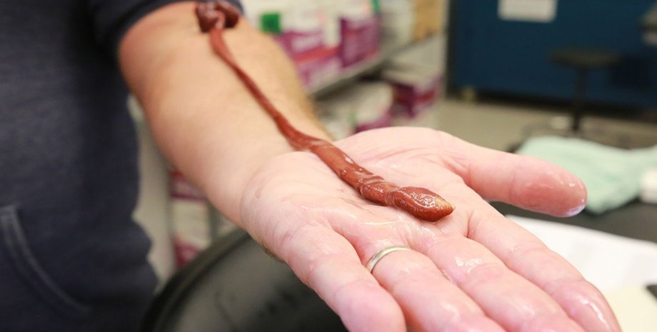 старый ленточный червь