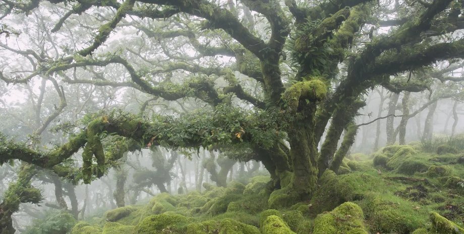 Уистманский лес