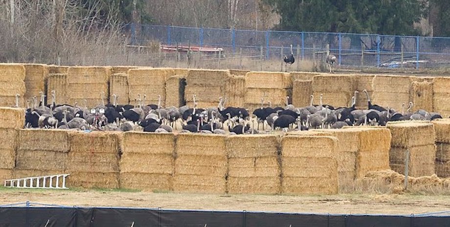 страусы на ферме