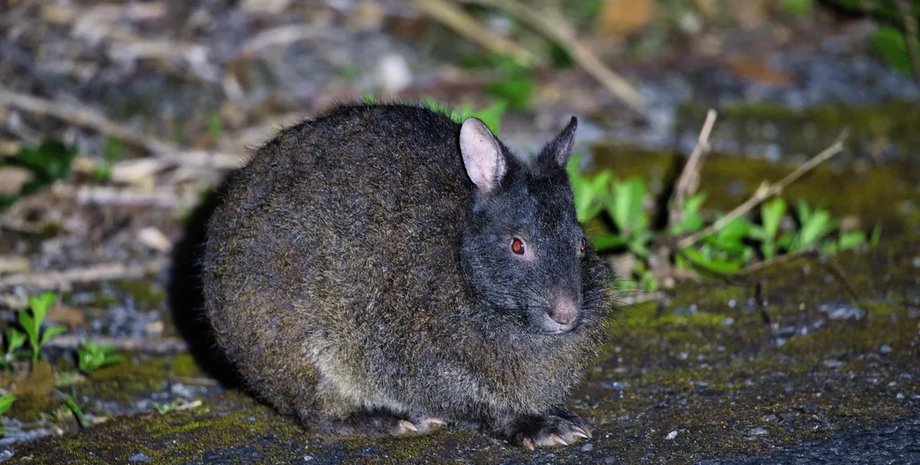 амамиский кролик япония