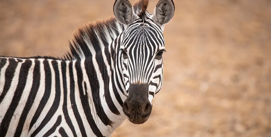 одомашнивание зебр