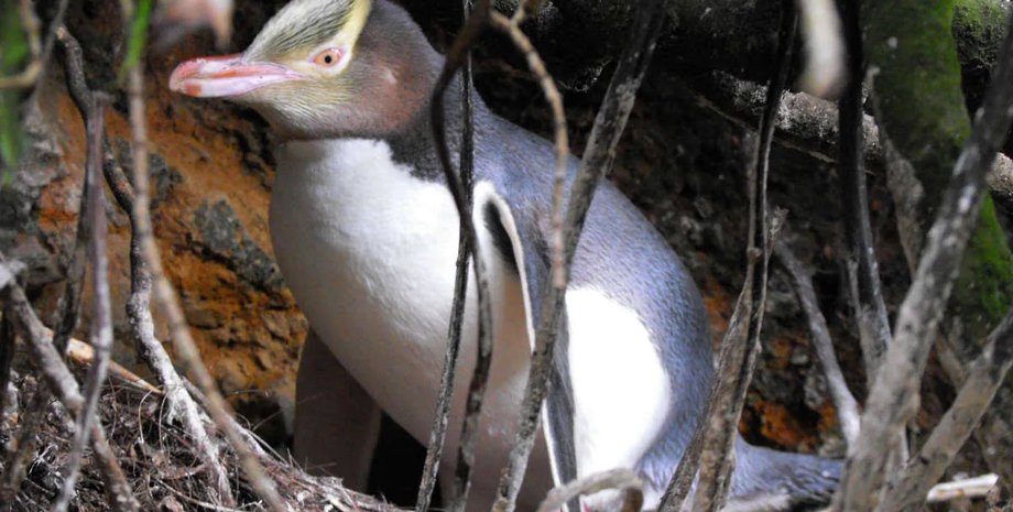 хойхо пингвин