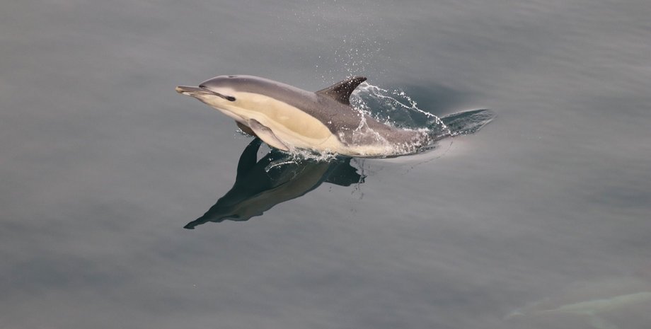 дельфин белобочка в воде