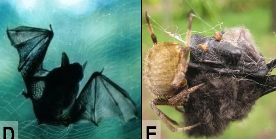 пауки охотятся на летучих мышей