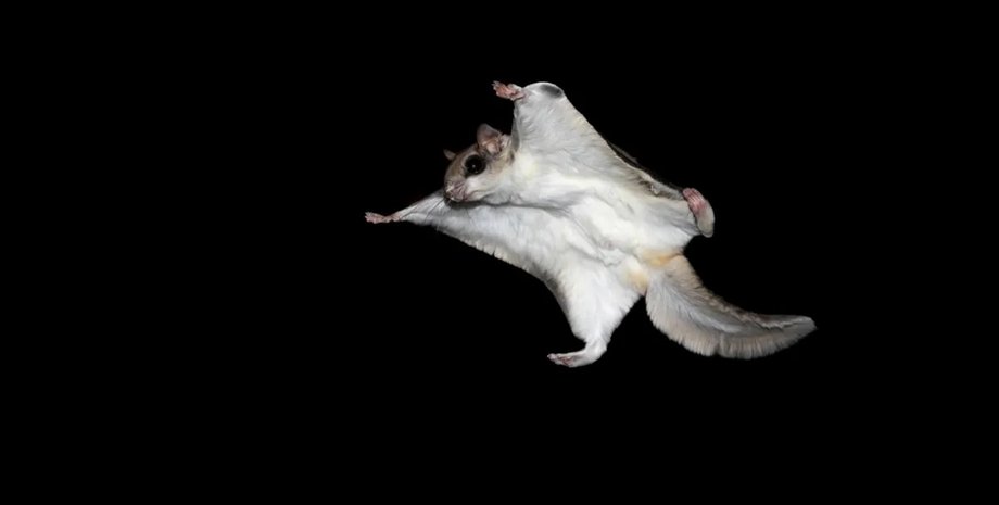 белка летяга полет