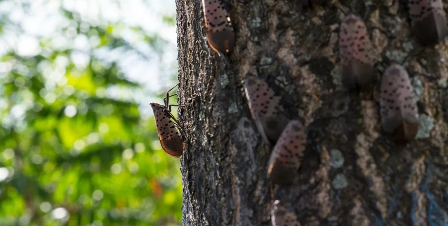 жуки райское дерево