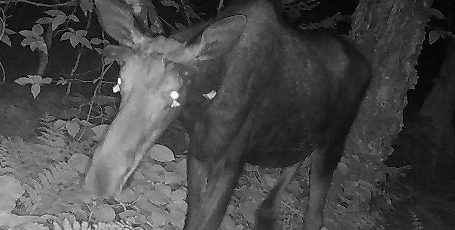 Лось слезы мотыльки