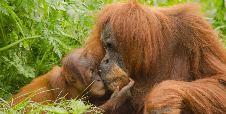 поцелуй орангутанов