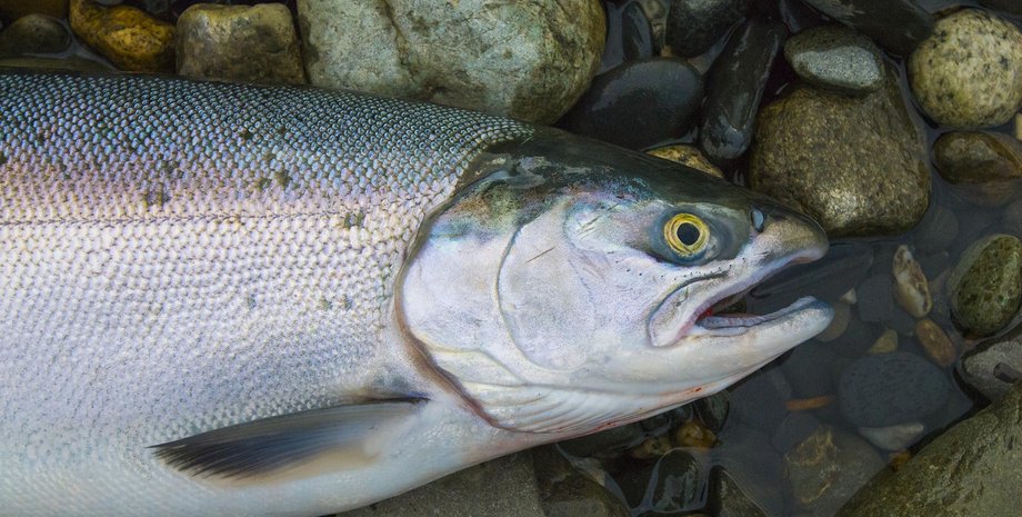 лосось рыба