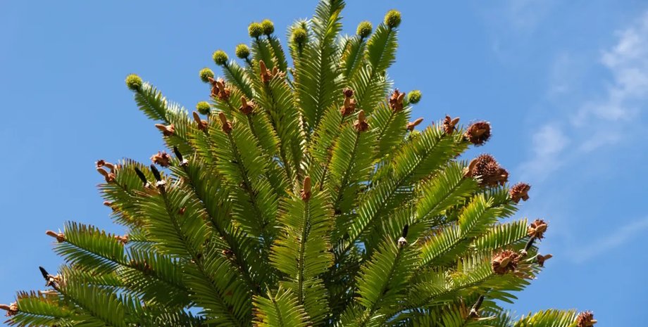 сосна, аромат сосны, ароматерапия