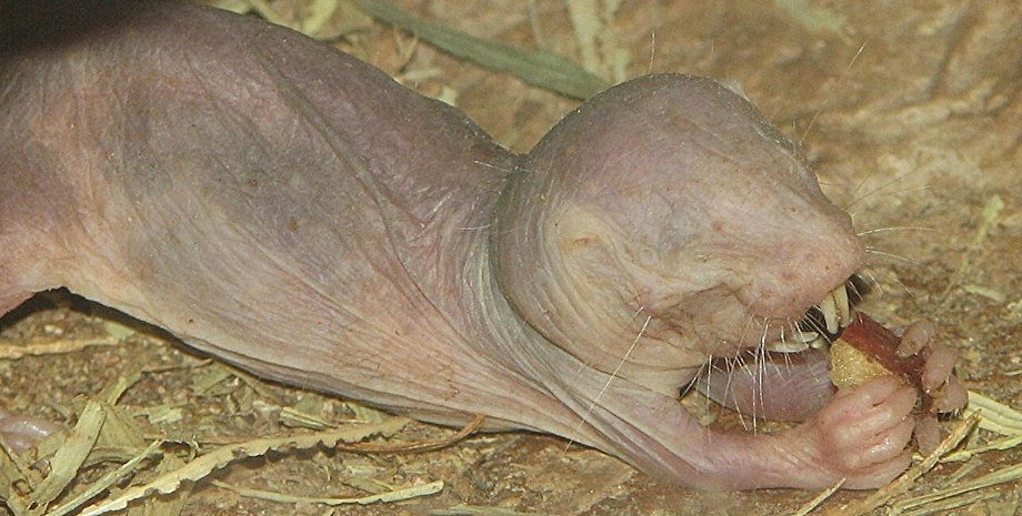 голый землекоп долголетие