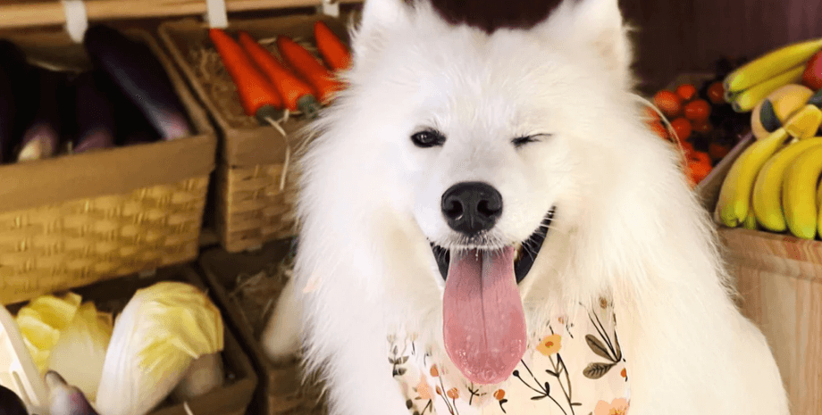 собака, как видят собаки, зрение у собак