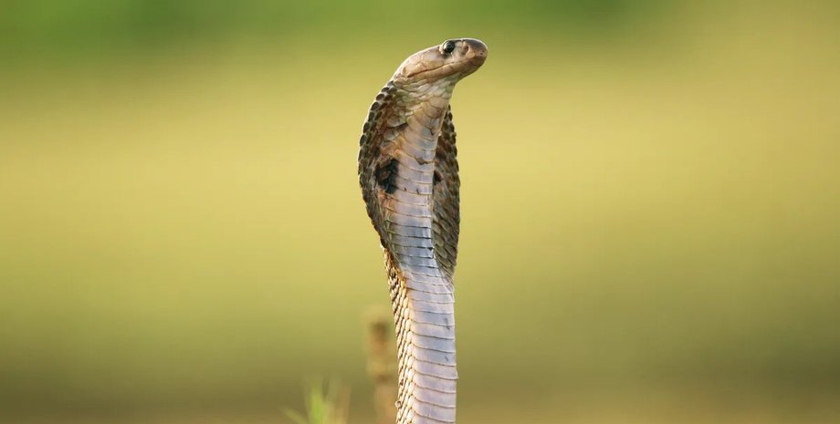 индийская кобра змея