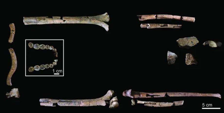 Homo habilis кости