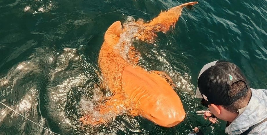 уникальная акула нянька