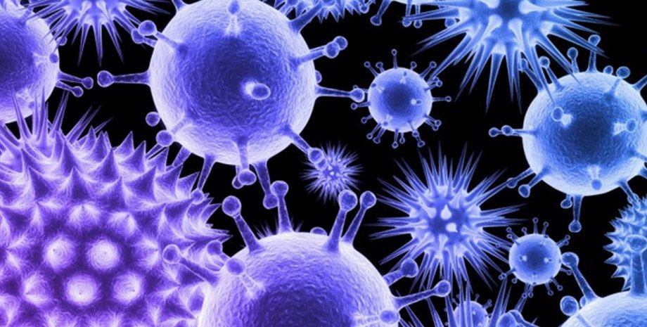 В Индии произошла новая вспышка смертельного вируса Нипах: существует ли угроза новой пандемии