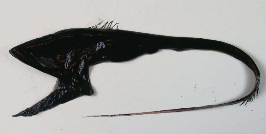 пеликновый большерот