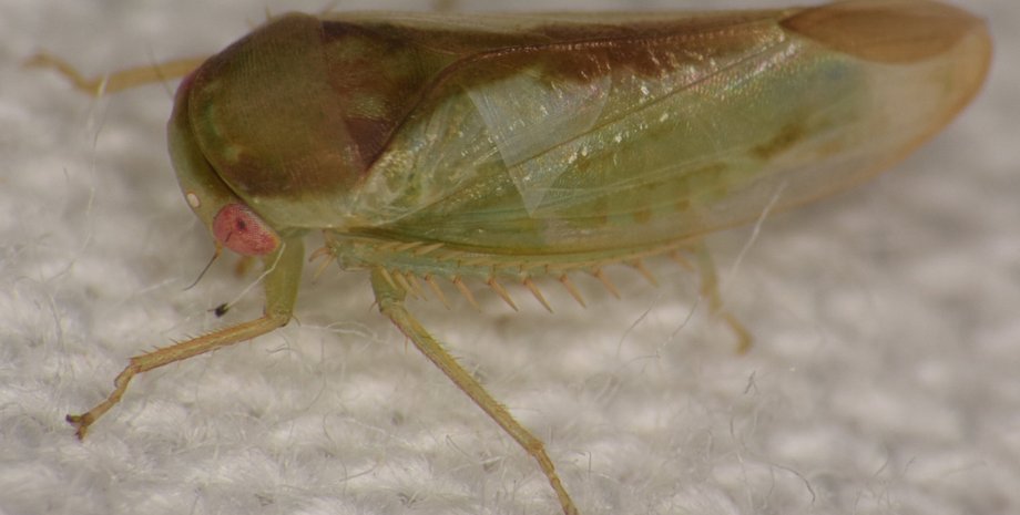 цикадка новый вид