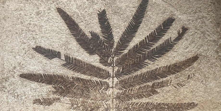 окаменелость, растение, динозавры, вымирание динозавров