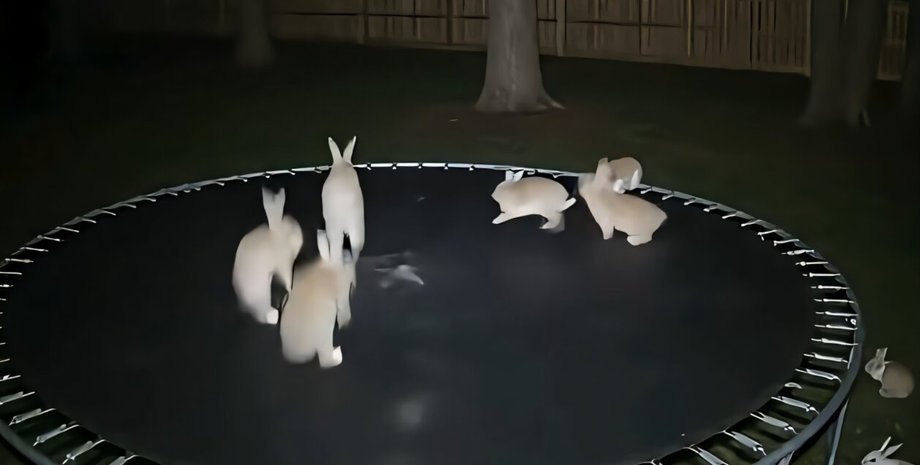 зайцы на батуте, зайцы прыгают на батуте, ИИ