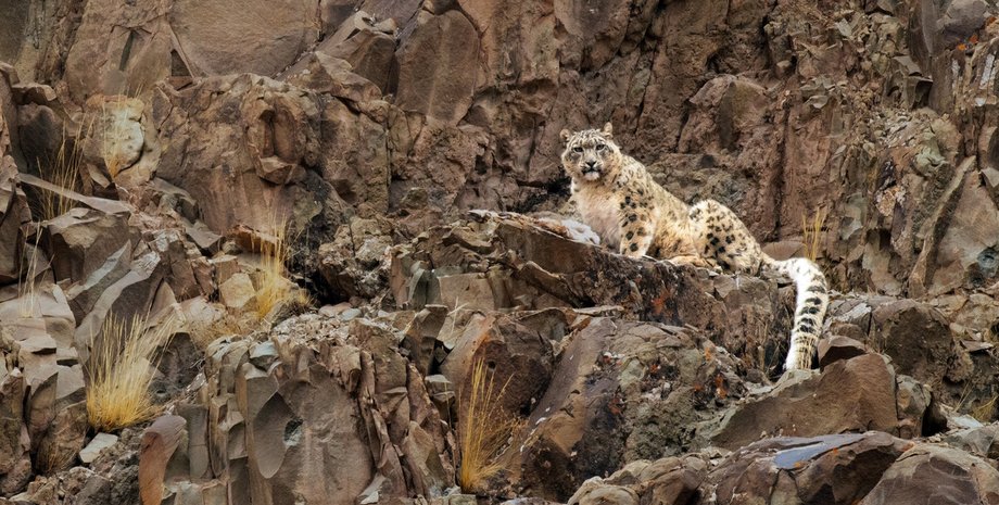 Еще одно животное может быть стерто с лица Земли: снежные барсы слишком схожи генетически»>