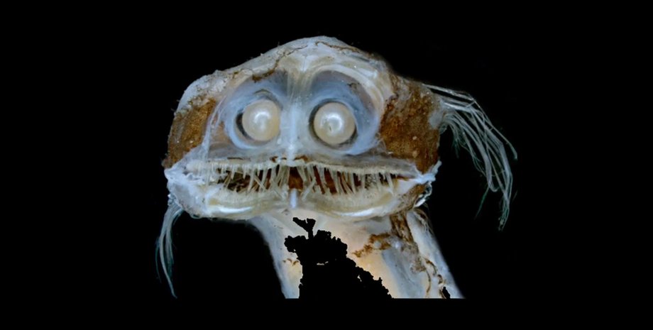 С глазами-телескопами и острыми зубами: это существо в океане считают «проклятым»»>