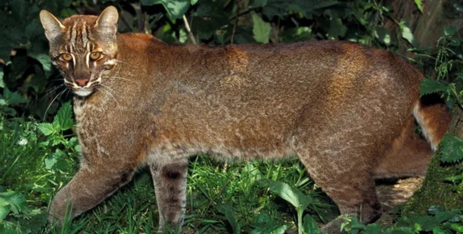 Только в этом месте на Земле живет золотая кошка: «готовит» птиц перед тем, как съесть (фото)»>