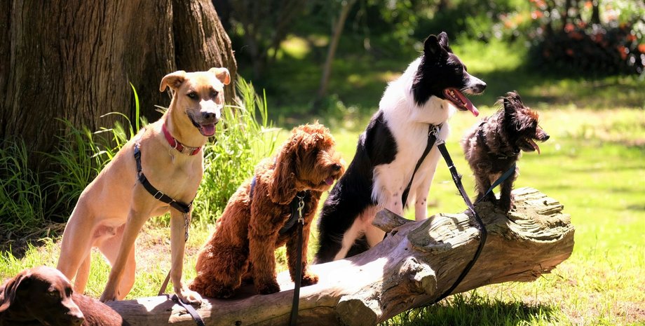 У собак нашли необычную зависимость, похожую на игроманию: как проверить своего питомца»>