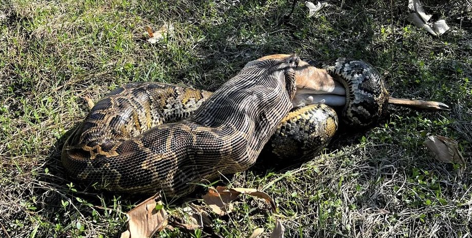 Назван вид, который упорно продолжает эволюционировать в каннибалов: зачем ему это»>