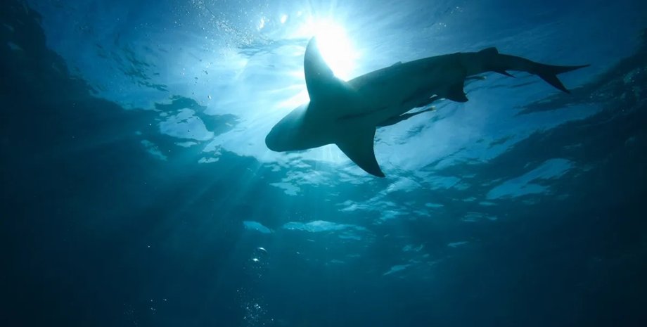 Не имеющий выхода к морю регион буквально кишит акулами: как хищники смогли пробраться сюда (фото)»>