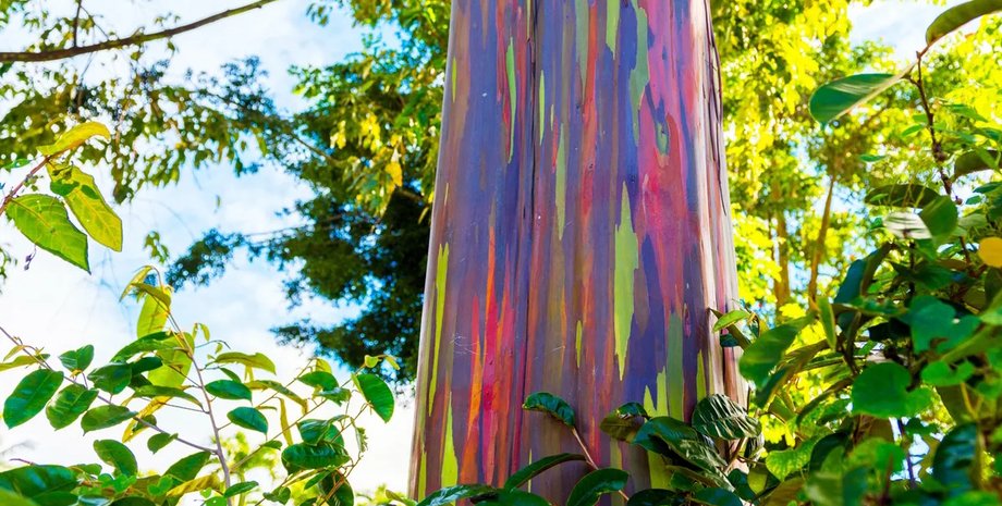 В мире есть лишь одно дерево, похожее на радугу: как оно появилось на Земле (фото)»>