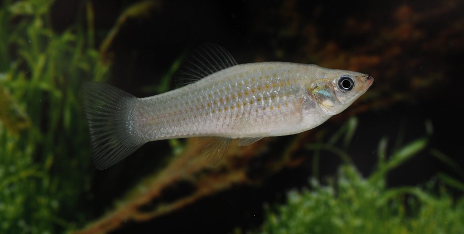 Взломан код эволюции: найдена рыба, нарушающая все базовые правила биологии (фото)»>