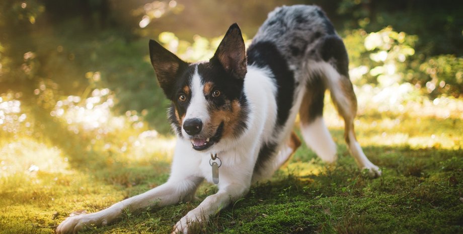 собаки агрессия